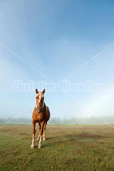 Chestnut horse standing in field in the fog