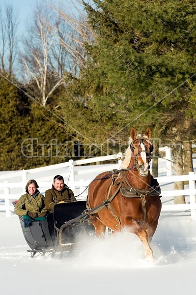 Single Horse Sleigh Ride