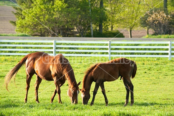 Quarter horse mare and foal