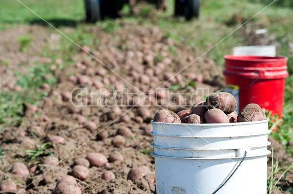 Digging potatoes on a small family farm