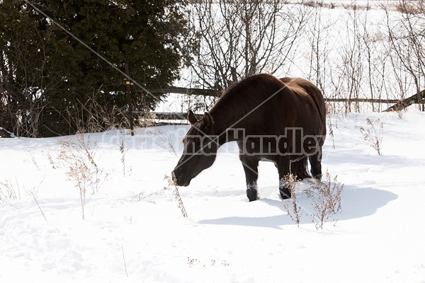 Dark bay horse standing in deep snow