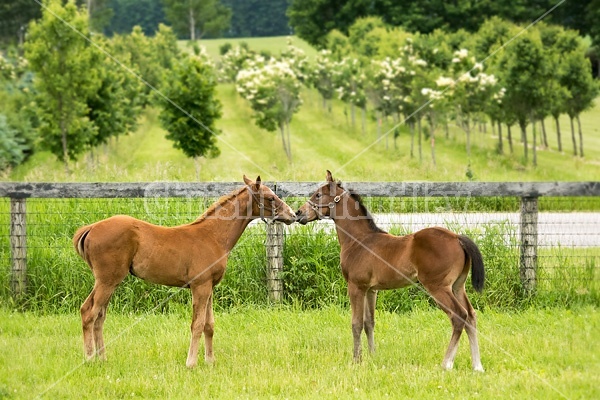 Two thoroughbred foals playing