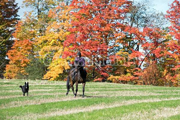 Woman horseback riding in field in the autumn of the year with colored leaves in the background