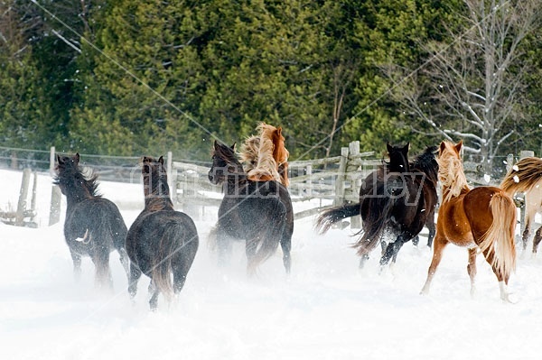 Herd of Rocky Mountain Horses Galloping in Snow