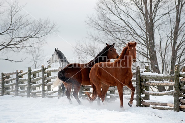 Three horses in snowy paddock