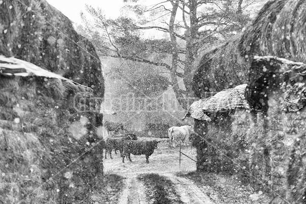 Looking at cows in their pasture through two rows of stacked round bales of hay