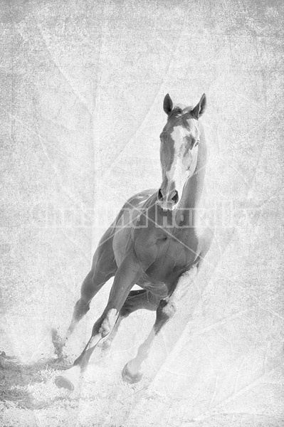 Multiple exposure of horse and rhubarb leaf