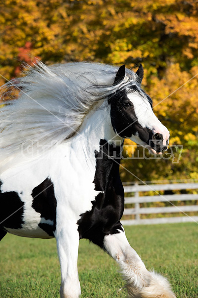 Gypsy Vanner horse