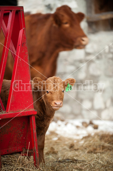 Young baby beef calf standing beside hay feeder