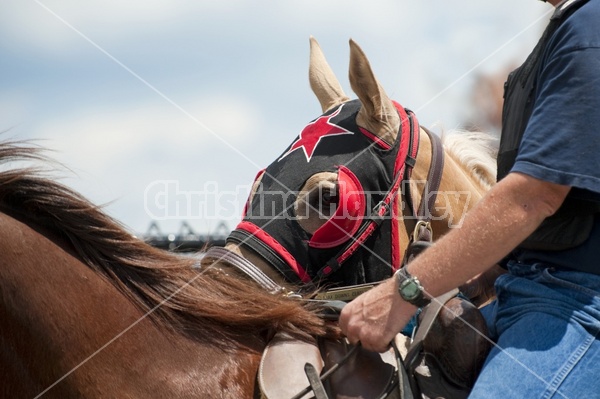 Quarter Horse Racing at Ajax Downs