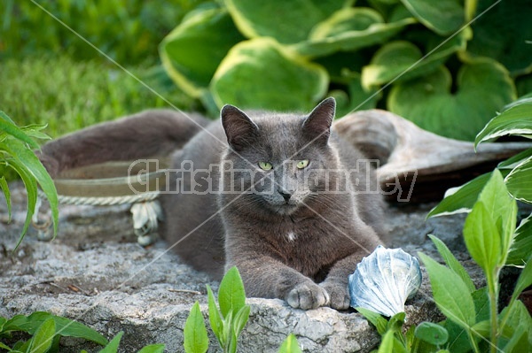 Gray cat laying in garden