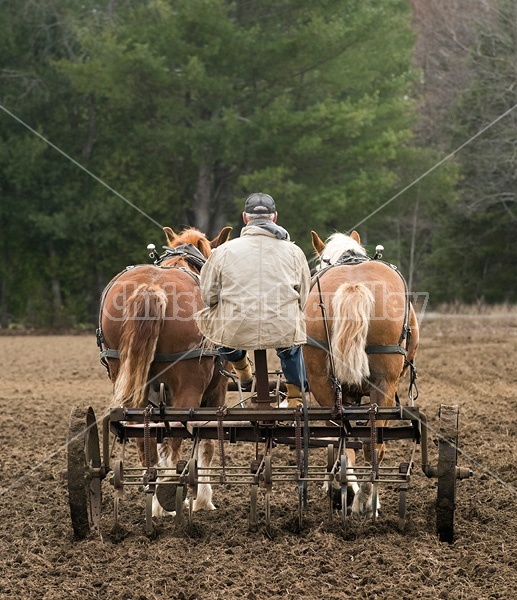 Farmer working a team of Belgian Draft Horses