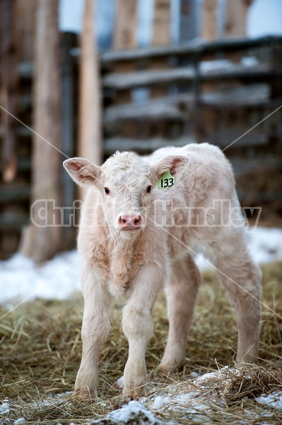 Young Charolais Calf