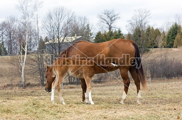 Nursing foal