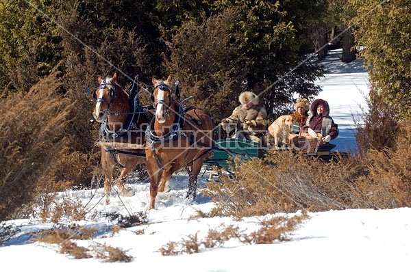 Horse drawn sleigh ride