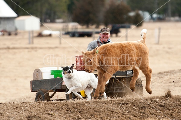 Farmer riding ATV with farm dog and beef calf