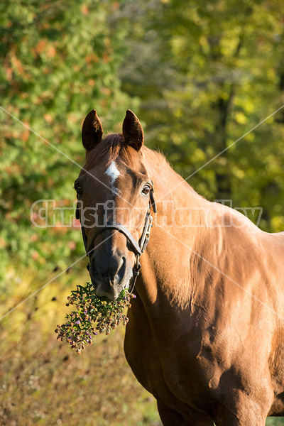 Thoroughbred horse eating wildflowers