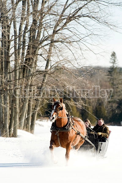 Single Horse Sleigh Ride