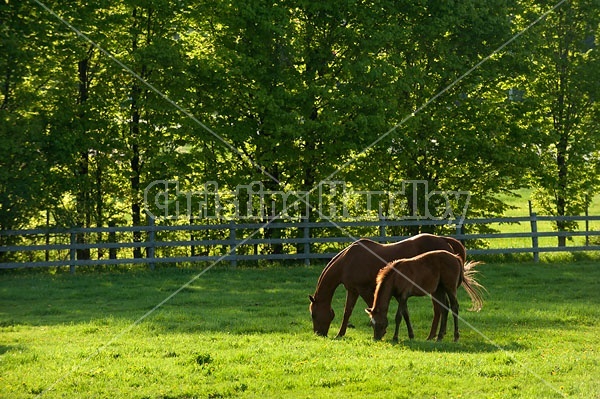 quarter horse mares and foals