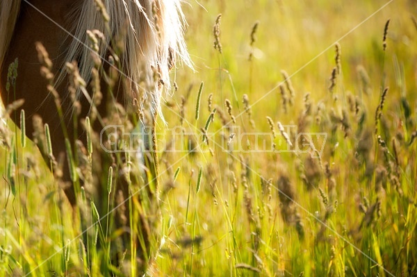 Horse face in tall grass