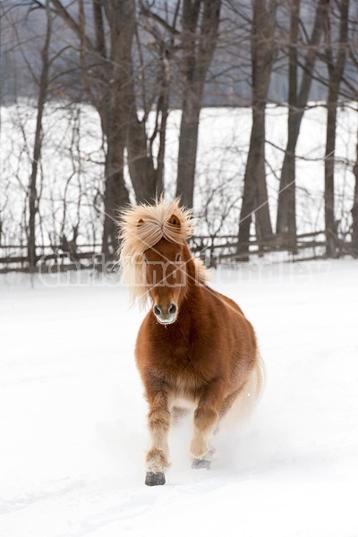 Chestnut Icelandic horse running through deep snow. Ontario Canada