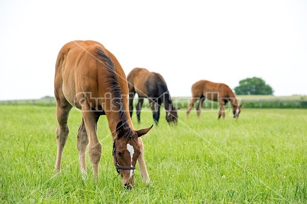 Thoroughbred mare and foal