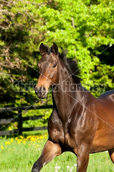 Bay Thoroughbred gelding