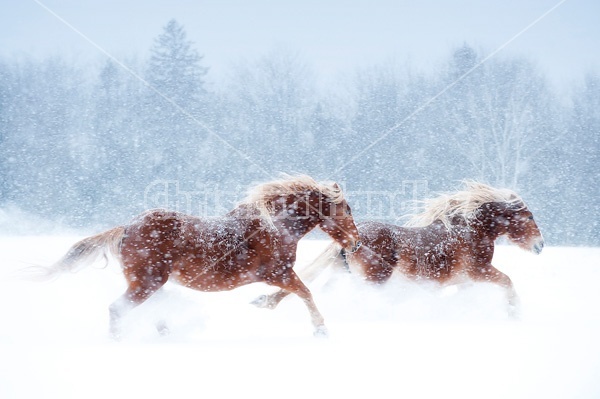 Photo of Belgian draft horses galloping in deep snow