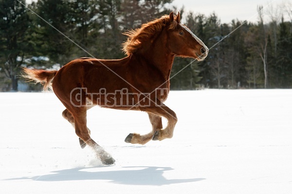 Belgian draft horse galloping through snow