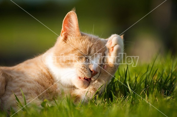 Orange cat laying on the grass outside in the sunshine