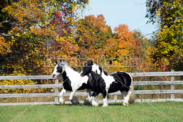 Gypsy Vanner horse