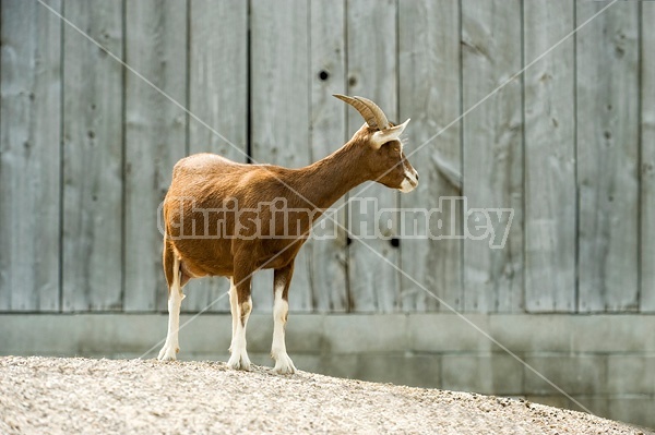 Goat in barn yard