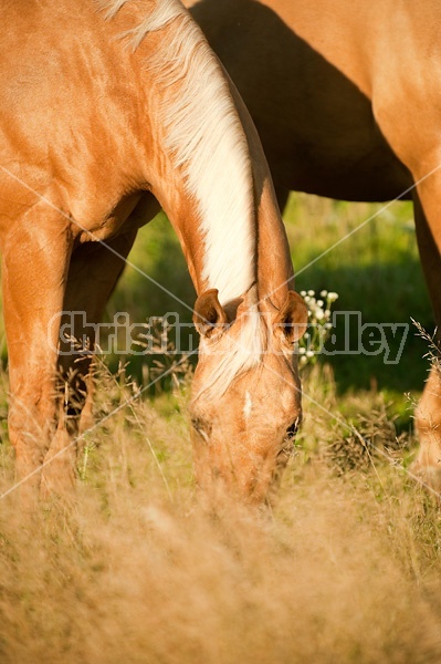 Palomino Quarter Horse