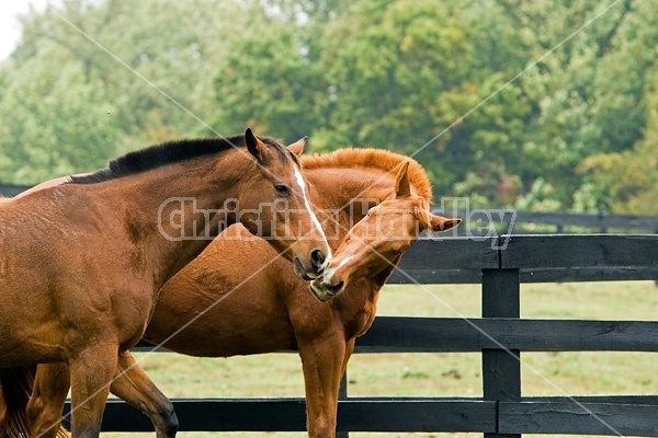 Two horses outside in paddock