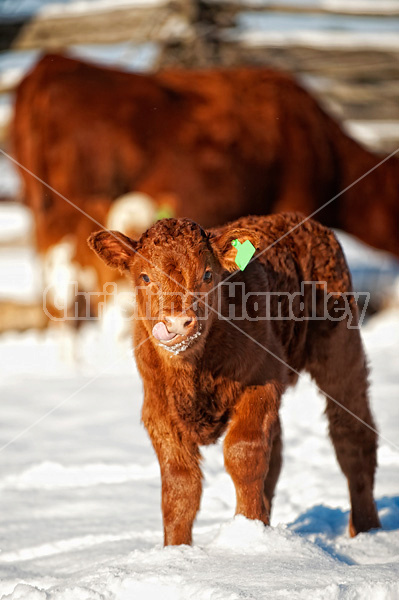 Young baby beef calf standing in snow