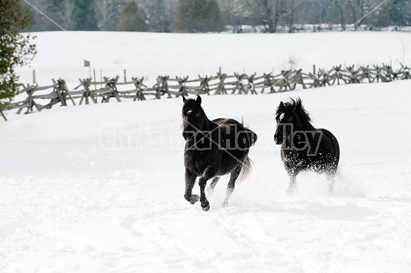 Herd of Rocky Mountain Horses Galloping in Snow