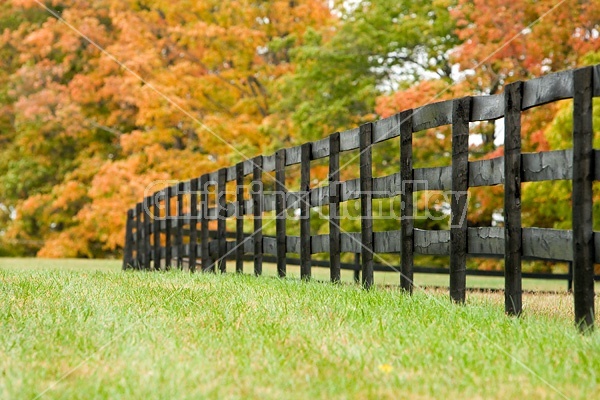 Black board fence, autumn colors