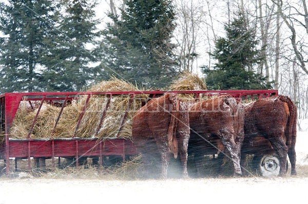 Beef Cows Standing at Feeder