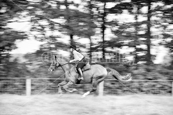 Young woman riding chestnut Thoroughbred horse.