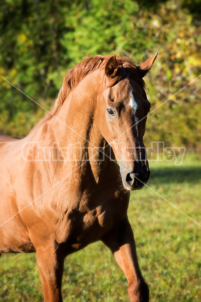 Portrait of a Thoroughbred horse