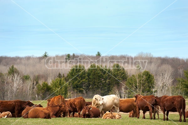 Herd of beef cattle