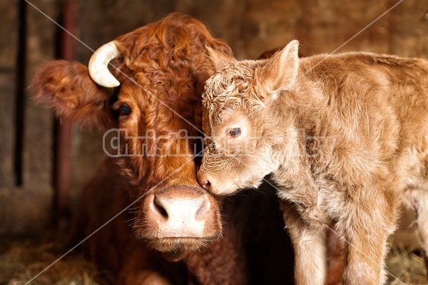 Beef Cow With Newborn Calf