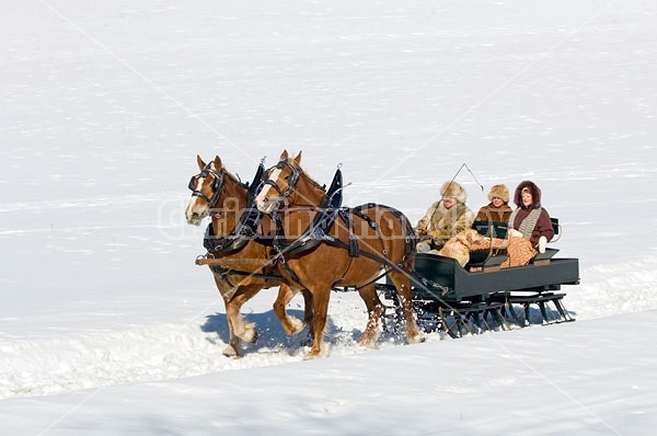 Horse drawn sleigh ride