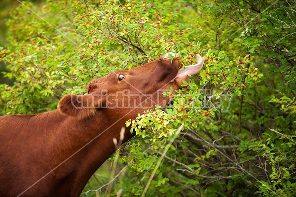 Beef cow eating berries