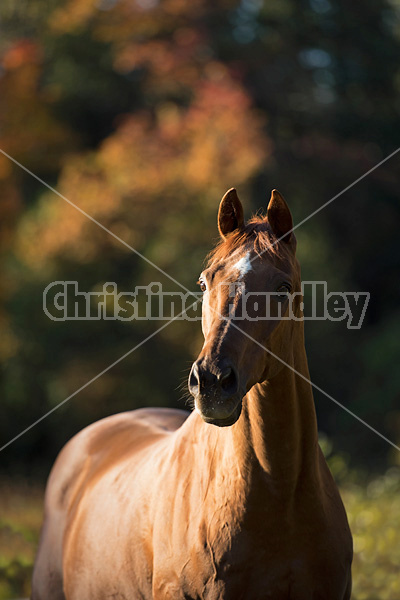 Portrait of a Thoroughbred horse