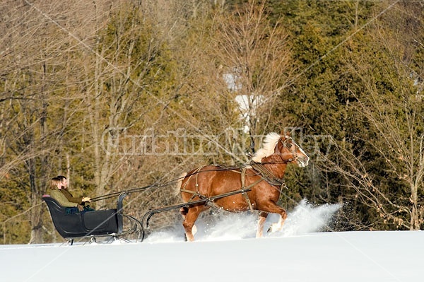 Single Horse Sleigh Ride