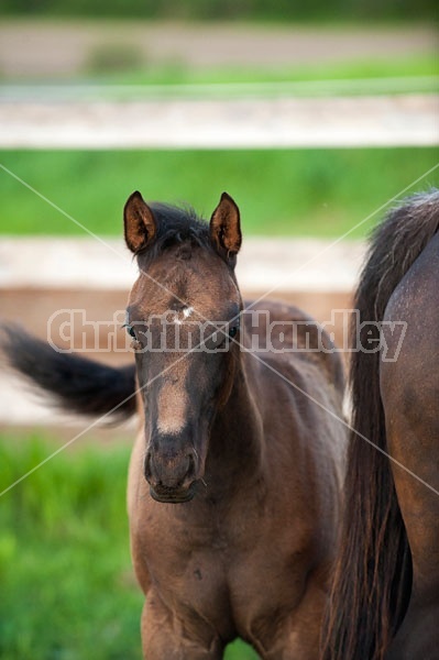 Quarter horse foal