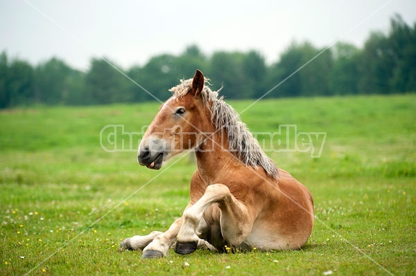 Young Belgian draft horse standing up