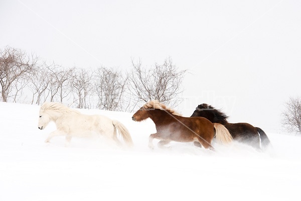 Icelandic horses running and playing in deep snow