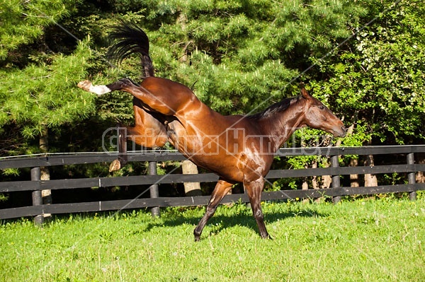 Thoroughbred gelding running around field